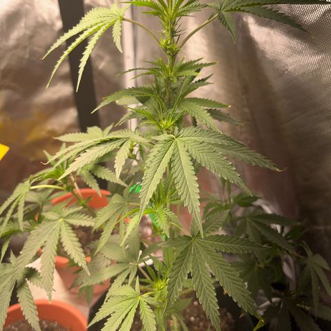 Unknown strain growlog timeline photo