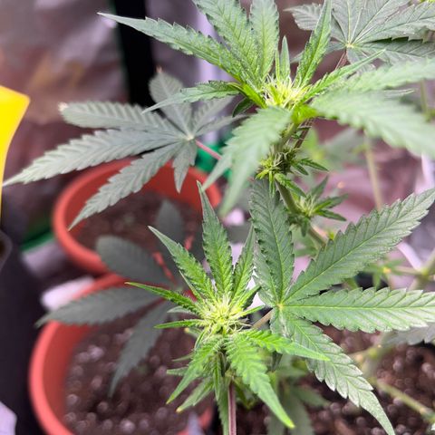 Unknown strain growlog timeline photo