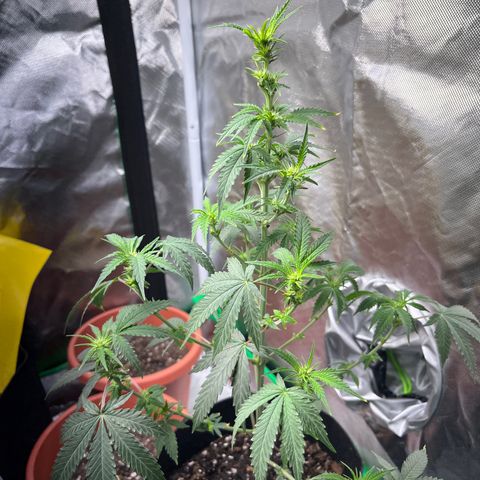 Unknown strain growlog timeline photo