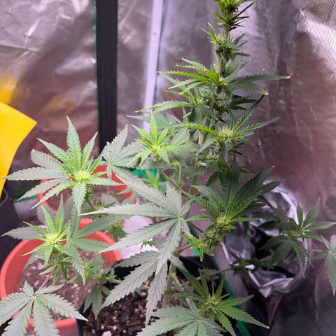 Unknown strain growlog timeline photo