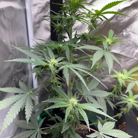 Unknown strain growlog timeline photo