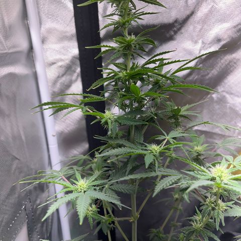 Unknown strain growlog timeline photo