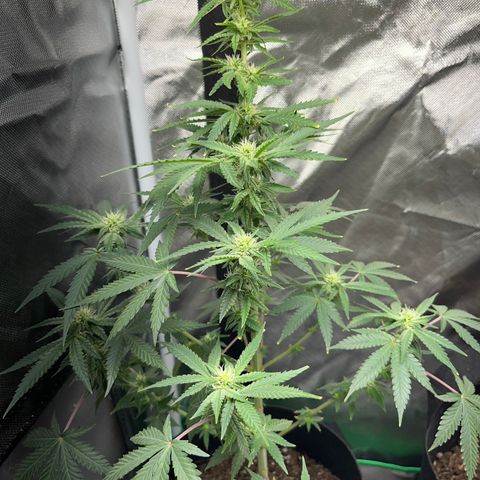 Unknown strain growlog timeline photo