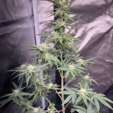 Unknown strain growlog photo: lookin’ good.. watered and gave a boost of nutrients 