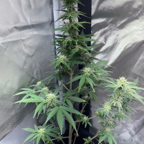 Unknown strain growlog photo: lookin’ good.. watered and gave a boost of nutrients 