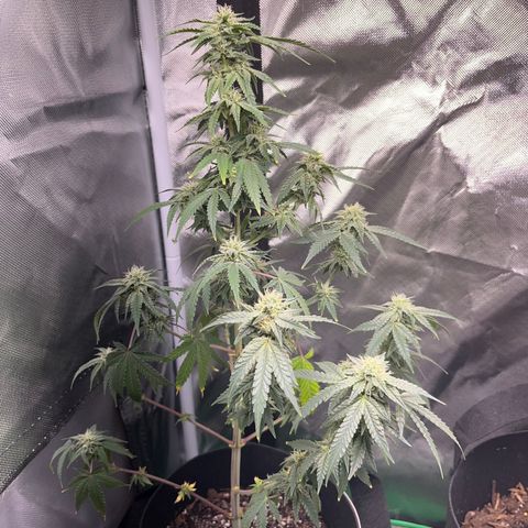 Unknown strain growlog timeline photo