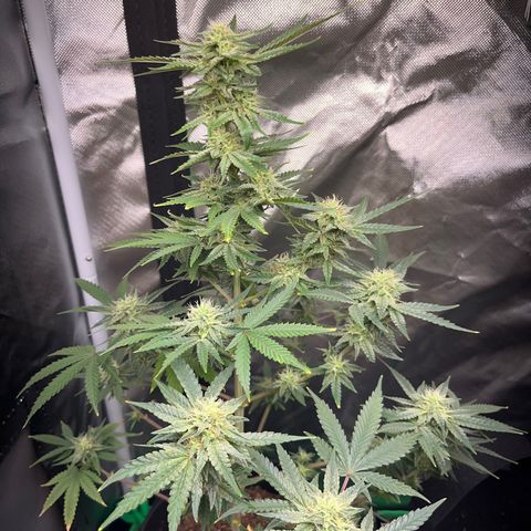 Unknown strain growlog photo: updates ..