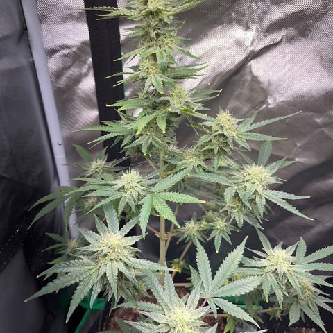 Unknown strain growlog photo: updates ..