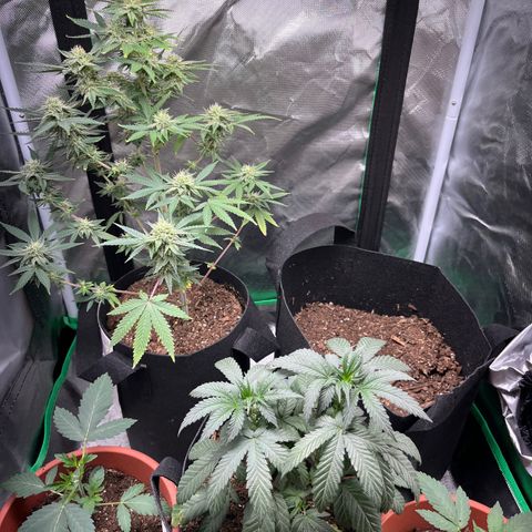 Unknown strain growlog timeline photo