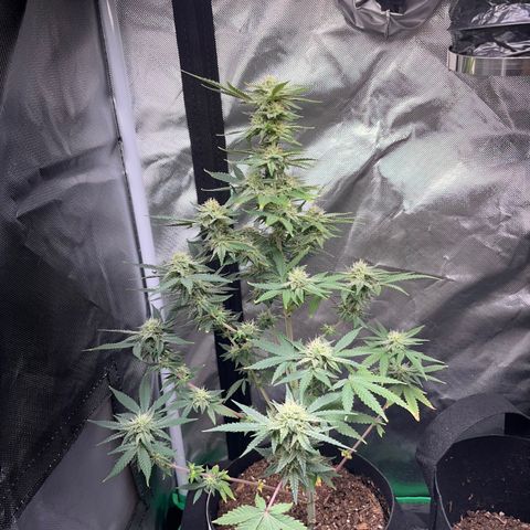 Unknown strain growlog timeline photo