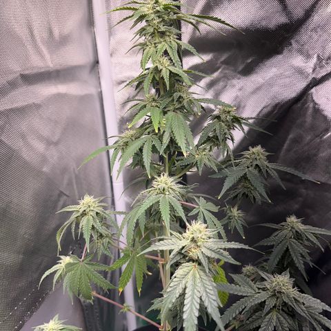 Unknown strain growlog timeline photo