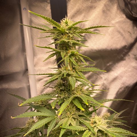 Unknown strain growlog timeline photo