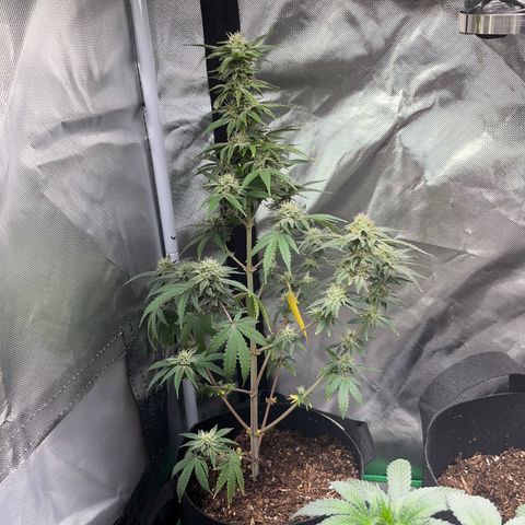 Unknown strain growlog timeline photo