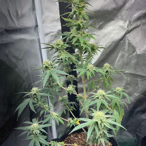 Unknown strain growlog timeline photo