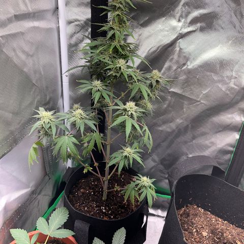 Unknown strain growlog timeline photo