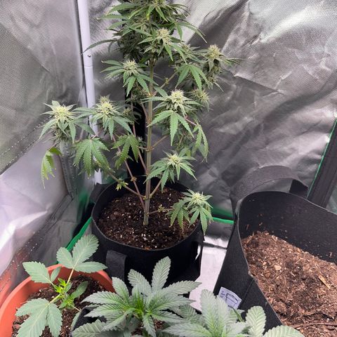 Unknown strain growlog timeline photo