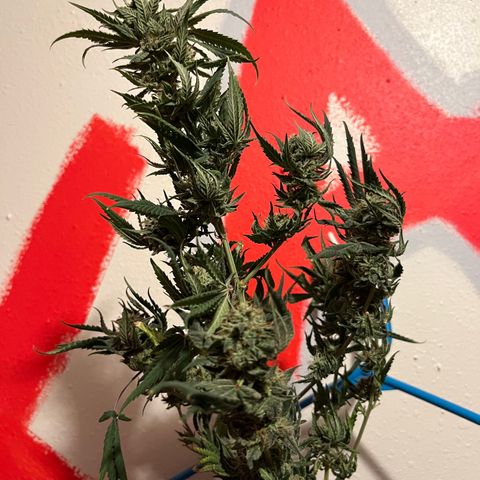 Unknown strain growlog timeline photo