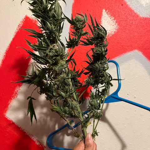 Unknown strain growlog timeline photo
