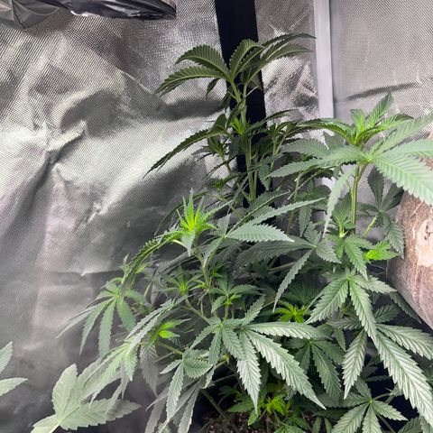 Plant #2 growlog photo: looks like my girl is starting to stretch 