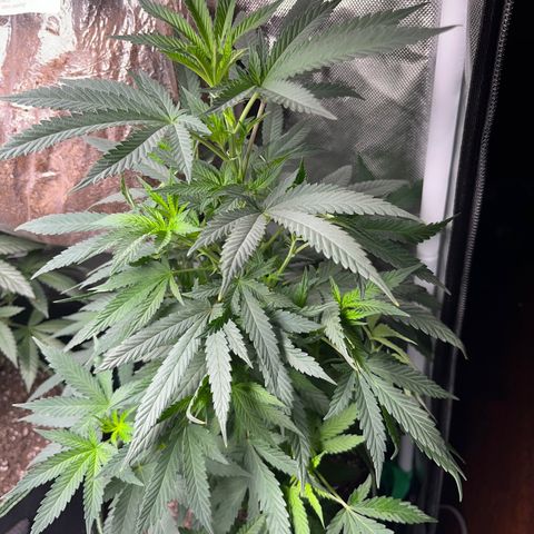 Plant #1  growlog timeline photo