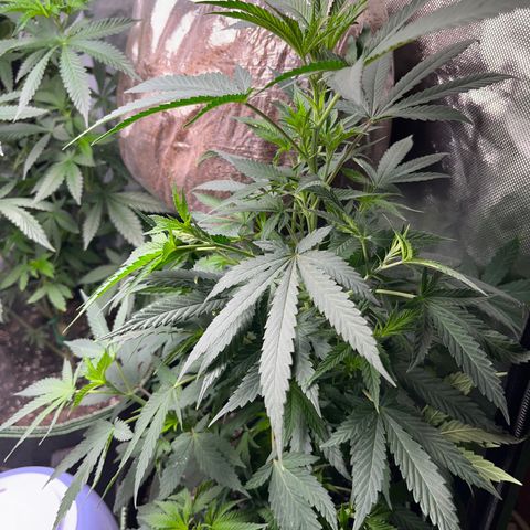 Plant #1  growlog photo: 3rd day of 12/12 schedule 