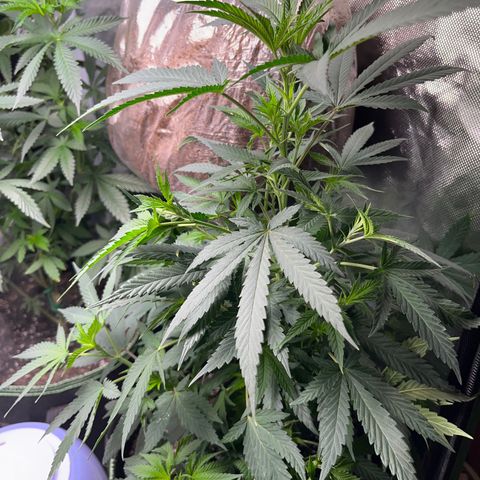 Plant #1  growlog photo: i’m the type that’s gon take a photo everyday lmao these mfers be growinggg