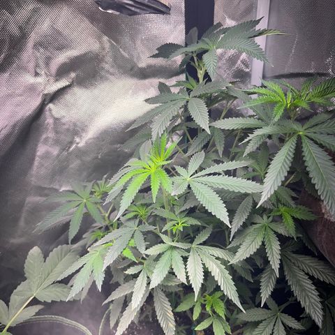 Plant #2 growlog timeline photo