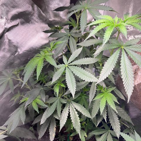 Plant #2 growlog timeline photo