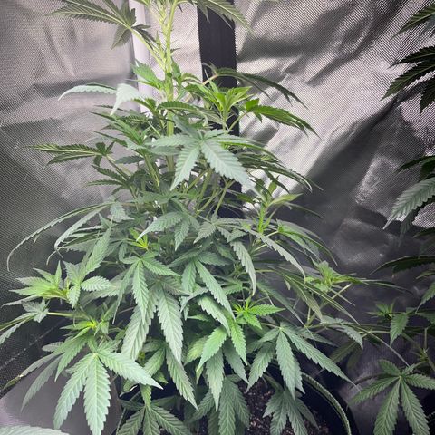 Plant #1  growlog timeline photo
