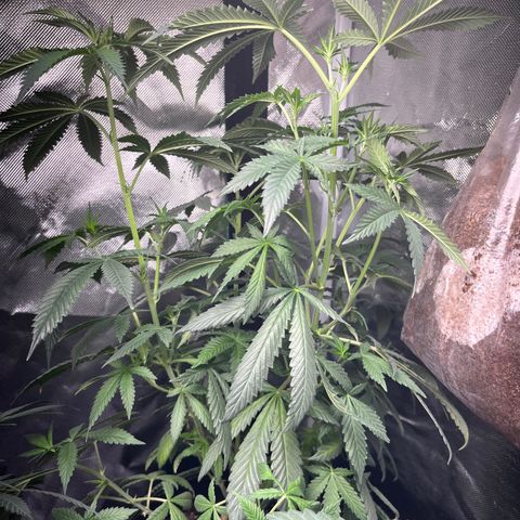 Plant #2 growlog timeline photo