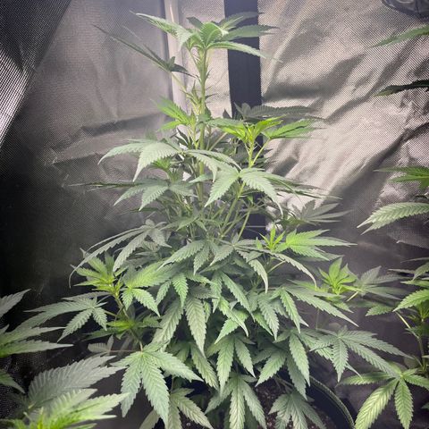 Plant #1  growlog timeline photo
