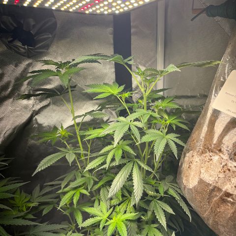 Plant #2 growlog timeline photo