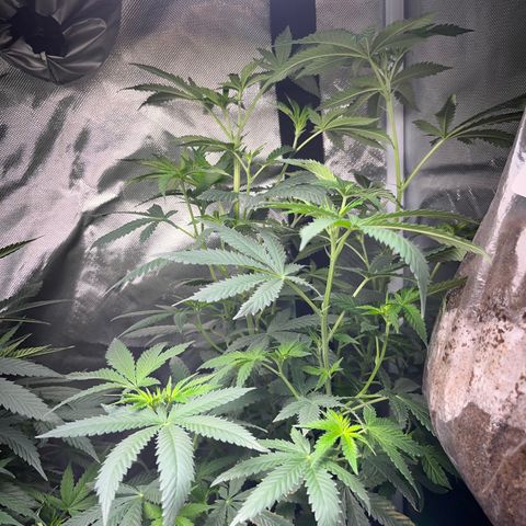 Plant #2 growlog photo: before defoil
