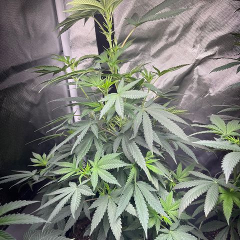 Plant #1  growlog timeline photo