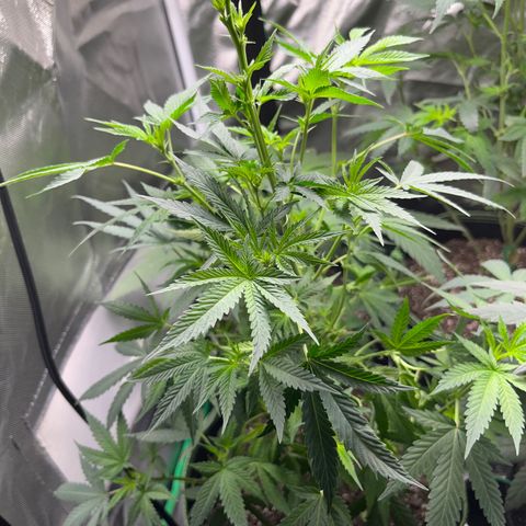 Plant #1  growlog timeline photo