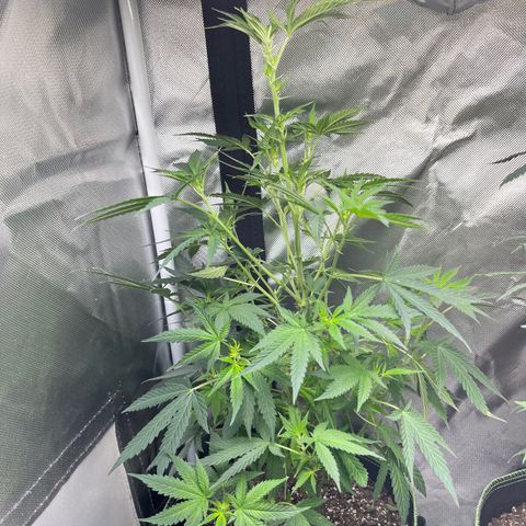 Plant #1  growlog timeline photo