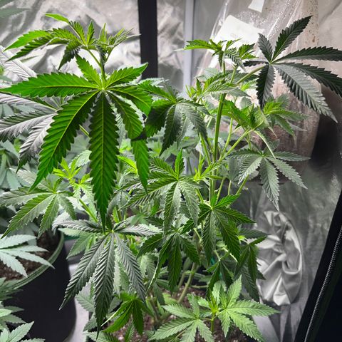 Plant #2 growlog timeline photo