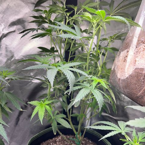 Plant #2 growlog timeline photo