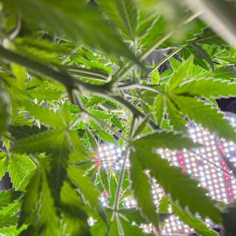 Plant #1  growlog timeline photo