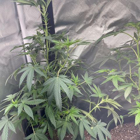 Plant #1  growlog timeline photo