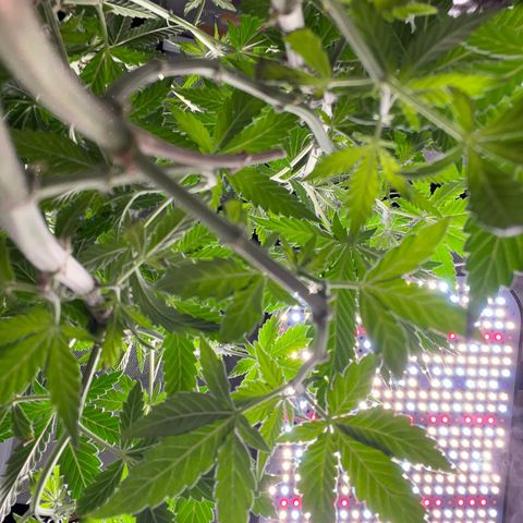 Plant #2 growlog timeline photo