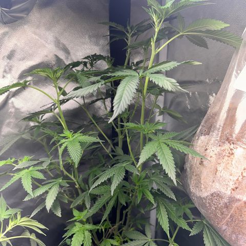 Plant #2 growlog timeline photo