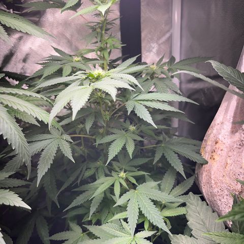 Plant #1  growlog timeline photo