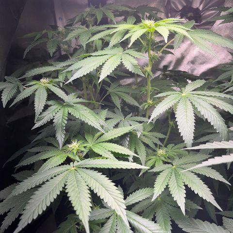 Plant #2 growlog timeline photo