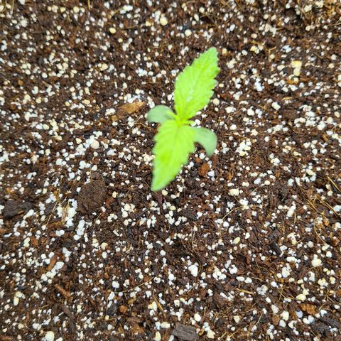 Dinafem Critical jack auto growlog timeline photo