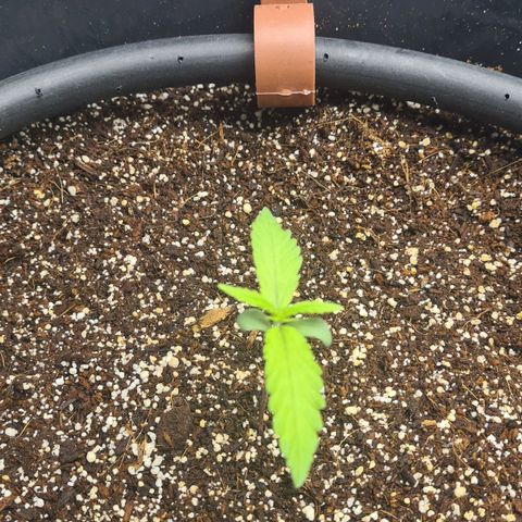 Dinafem Critical jack auto growlog timeline photo