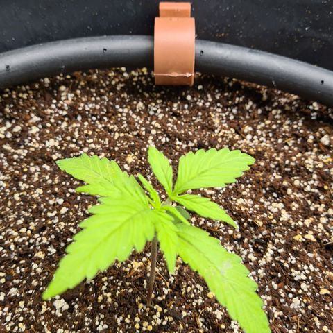 Dinafem Critical jack auto growlog timeline photo