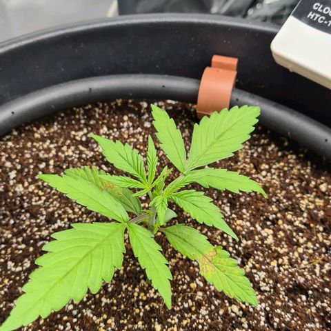 Dinafem Critical jack auto growlog timeline photo