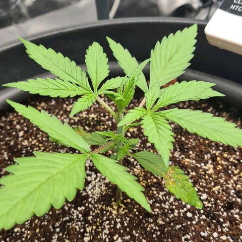 Dinafem Critical jack auto growlog timeline photo