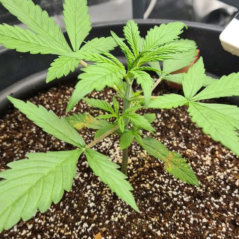Dinafem Critical jack auto growlog timeline photo